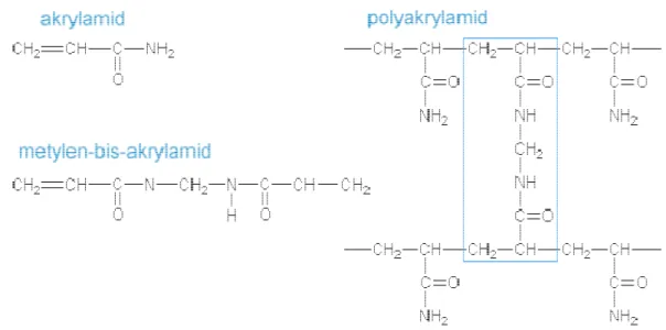 Fig 6. Strukturer av akrylamid, (metylen)-bis-akrylamid och polyakrylamid [10] 