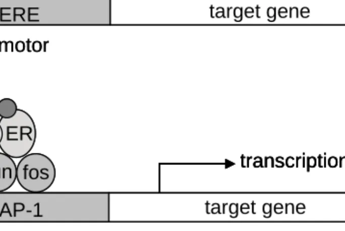 Figure 2. Mechanisms of ER-induced transcription. The classical pathway  where the ER complex binds to an ERE sequence in the target gene promoter  (a) and signalling through the jun and fos transcription factors (b)