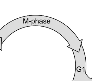 Figure 4. The cell cycle. 