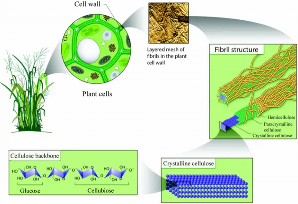 Figure 2: The cell wall hierarchy, from a single cellulose polymer to the cellulose fibre  composite (reprinted with permission from the U.S