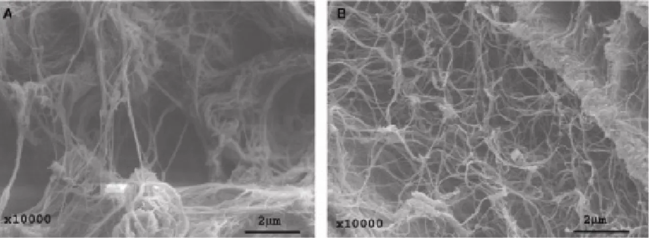 Figure 5: SEM-micrographs of (A) collagen and (B) bacterial cellulose. Reprinted with  permission from Bäckdahl et al