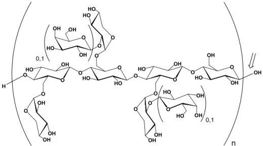 Figure 6: The structure of tamarind XG, with possible galactose substitution indicated, n 