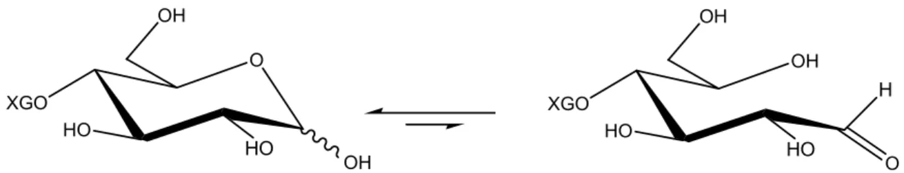 Figure 8: The reducing end of XGO in equilibrium between the closed hemiacetal and the  open aldehyde conformations