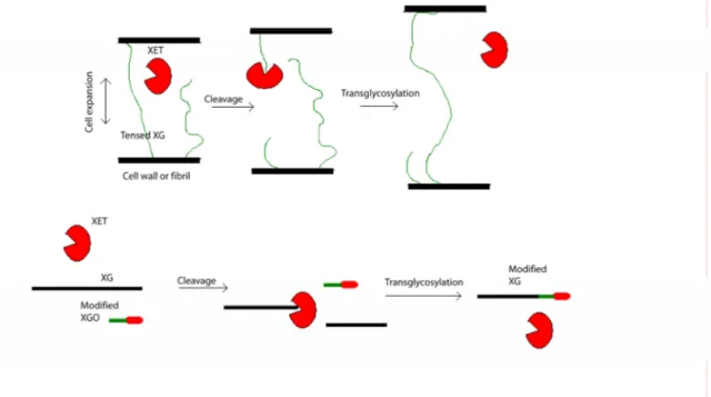 Figure 9: Transglycosylation of XG by XET (a) in vivo during cell expansion (b) in vitro  during cellulose surface modification