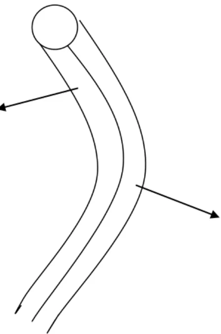 Fig 2.2 Illustrating the bilateral structure of paracortex and orthocortex 