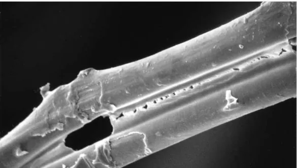 Fig 2.3 Silk micrograph 