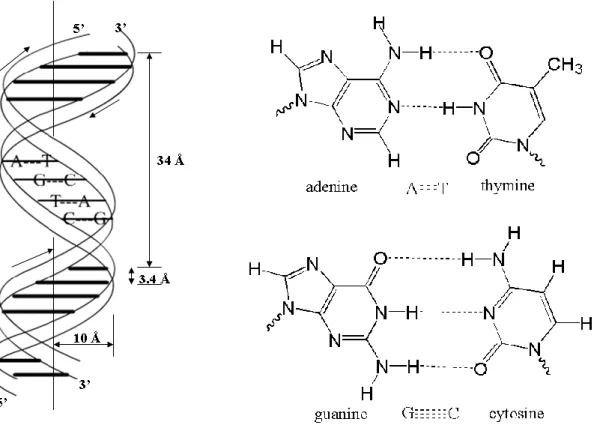 Figure 3.3 The structures of DNA double helix and base pairs A-T and C-G. 