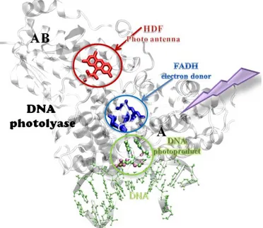 Figure 3.9 Structure of DNA photolyase bound to DNA with a CPD. (PDB  code:1TEZ) The solvated water molecules are not shown for clarity