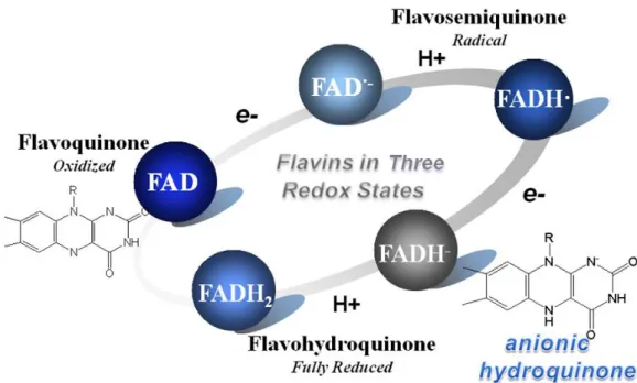 Figure 3.10 The three redox states in the oxidation-reduction cycle of flavins.   