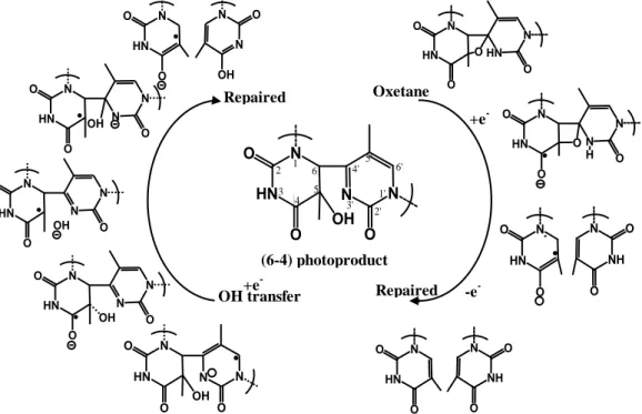 Figure  3.13  Oxetane-mediated  and  the  non-oxetane  repair  mechanisms  for  the  (6-4)PPs