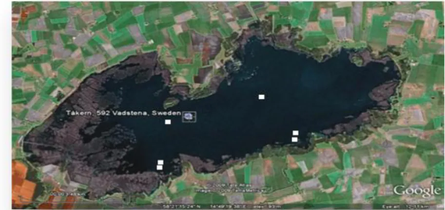 Figure 1. Map of Lake Tåkern. The white dots represent the areas where sampling took place: 