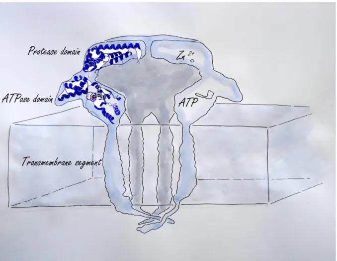 Figure  2:  Cross  section  through  a  hexameric  FtsH  complex.  Each  FtsH  protease  subunit  is  built  of  a  protease  domain  binding  each  a  zinc  ion,  an  ATPase  domain  necessary  for  transporting the substrate into the catalytic cave and a