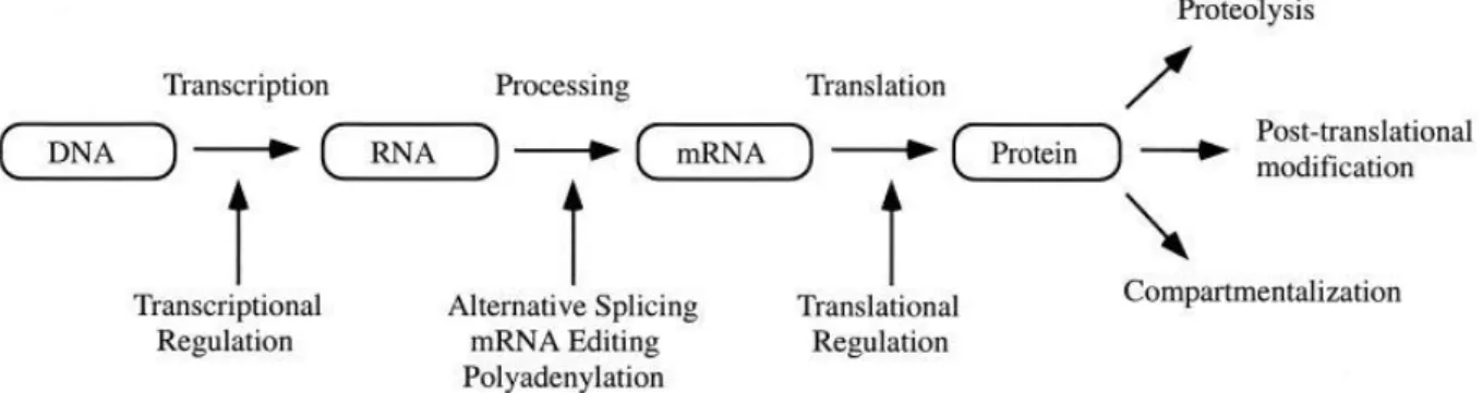 Figure  4:  Mechanisms  determining  amount  and  impact  of  a  protein  (Graves  and  Haystead  2002)  