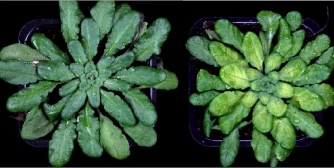 Figure 5: Seven week old Arabidopsis plants (wild type left, ftsh11 right) after three days of  continuous light