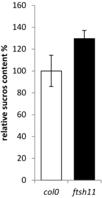 Figure 6: after 24 h  continuous  light is  the sucrose content  in ftsh11 leaves relative to  wild  type (col0) increased