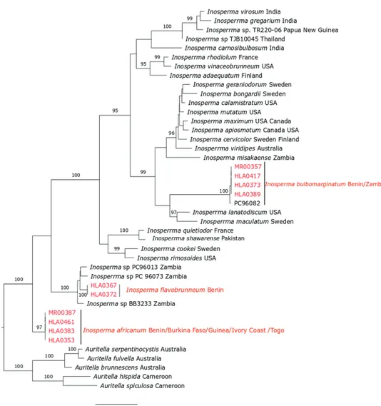 Figure 6. ML phylogeny of Inosperma africanum, I. bulbomarginatum and I. flavobrunneum based on  ITS dataset.
