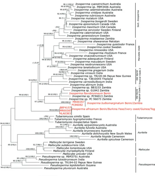 Figure 1. ML tree of 28S and RPB2 sequences showing the placement of Inosperma africanum, I