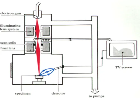 Figure 3.2. A schematic of a SEM setup [30]. 