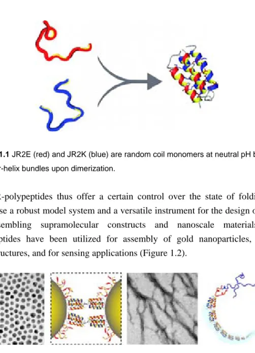 Figure 1.1 JR2E (red) and JR2K (blue) are random coil monomers at neutral pH but fold  into four-helix bundles upon dimerization