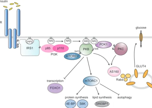 Figure 3. Insulin signaling through the PI3K/PKB pathway. 