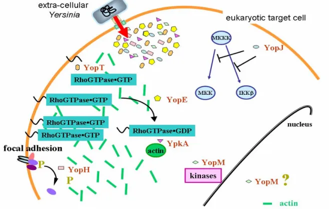 Figure 1. Translocated effectors of Yersinia disrupt cellular signalling. The co-ordinated attack  on the actin cytoskeleton and focal adhesions by YopH, YopT, YopE and YpkA is believed to  prevent phagocytosis
