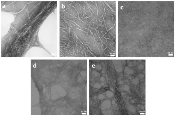 Figure 2. Representative TEM images of nanofibrillated cellulose (NFC) aqueous suspensions showing the morphology  of the nanofibers