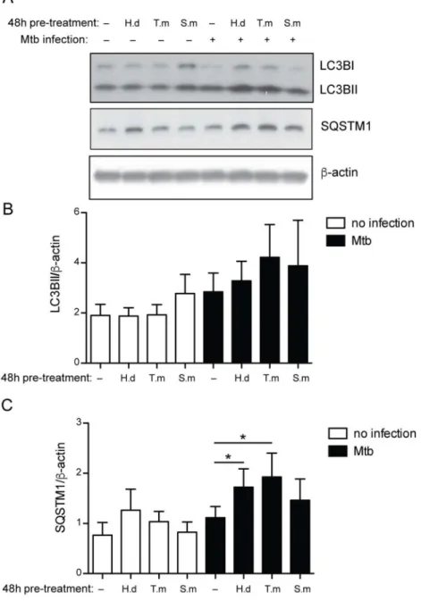 Fig 8. H. diminuta and T. muris antigen treated hMDMs infected with Mtb show accumulation of autophagy proteins