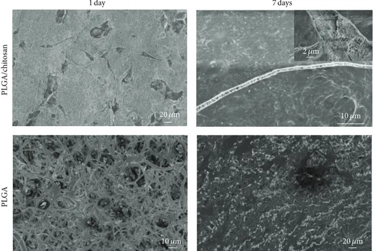 Figure 11: SEM images of 3T3 fibroblasts after 1 and 7 days culturing onto PLGA/chitosan and PLGA nanofibers.