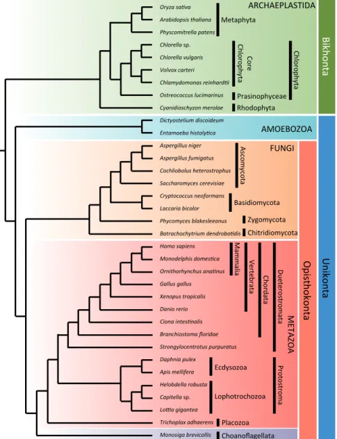 Figure 6. Evolutionary relationships among the 35 eukaryotes used in this thesis  (Hejnol et al., 2009; Parfrey et al., 2010)