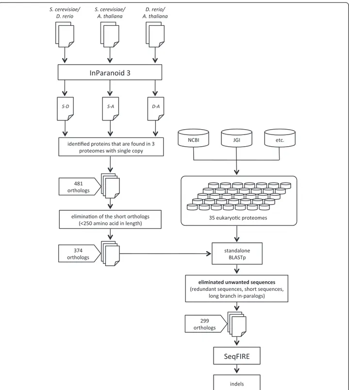 Figure 1 Semi-automated pipeline for identifying universal eukaryote protein orthologs