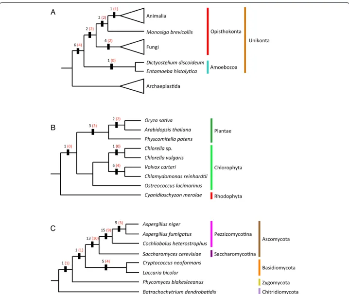 Figure 8 Clade defining indels mapped onto simple consensus phylogenies of eukaryotes, Viridiplantae and Fungi