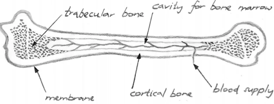 Figure 1. Cross-section of a long bone. 