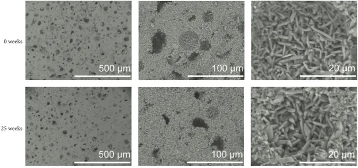 Figure 15: Representative SEM images of cements at time points 0 (top) and 25 (bottom) weeks