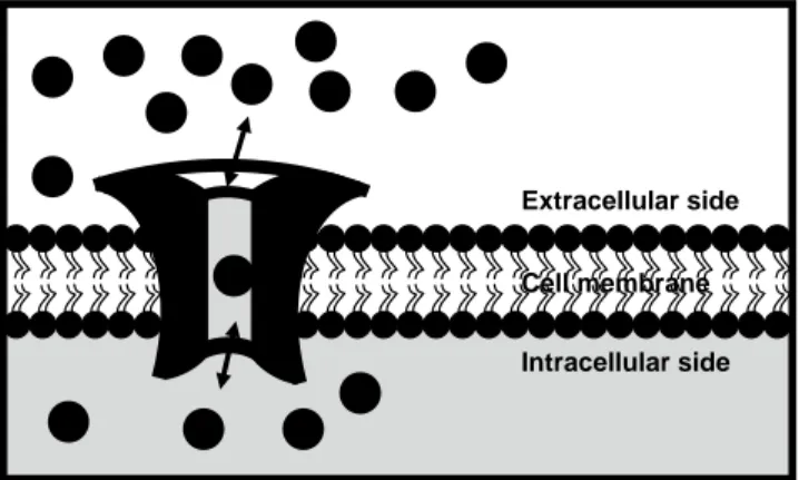 Figure 1. A general model of an ion channel 