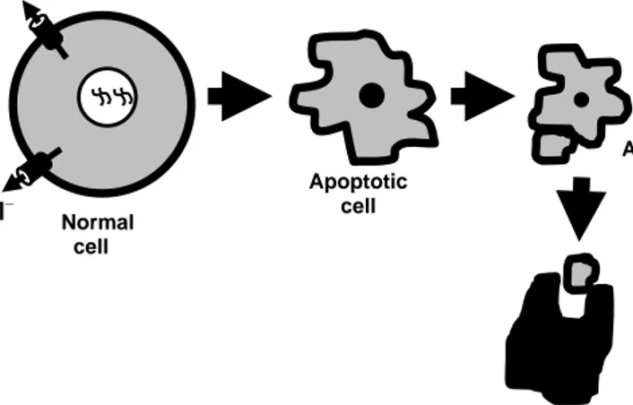 Figure 2. A cartoon of apoptotic cell death