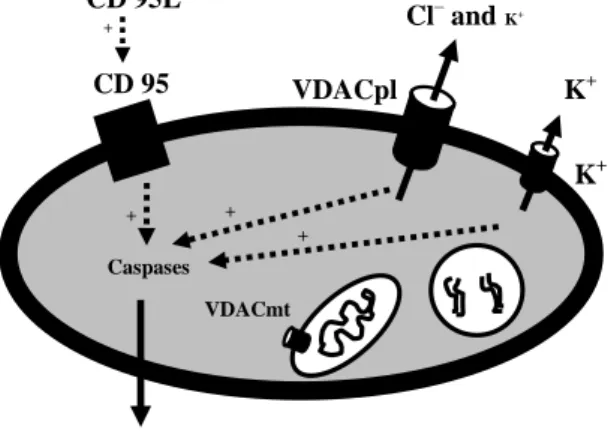 Figure 9. A hypothetical diagram of the apoptotic process. CD95L, Cell death 95 ligand  VDACpl Cl– andK+   CD 95  CD 95L +   Caspases    Apoptotic    cell death  + + + VDACmt    K+K+  channel                                                                 