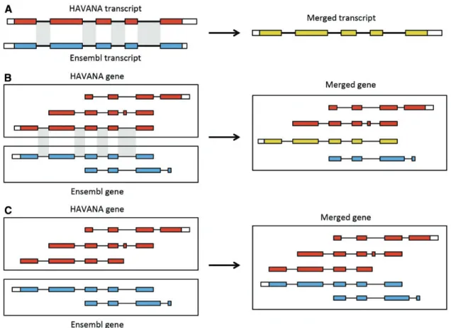 Figure 6. Merging gene and transcript models. For both Ensembl and HAVANA models, transcripts with overlapping exons are grouped together into genes