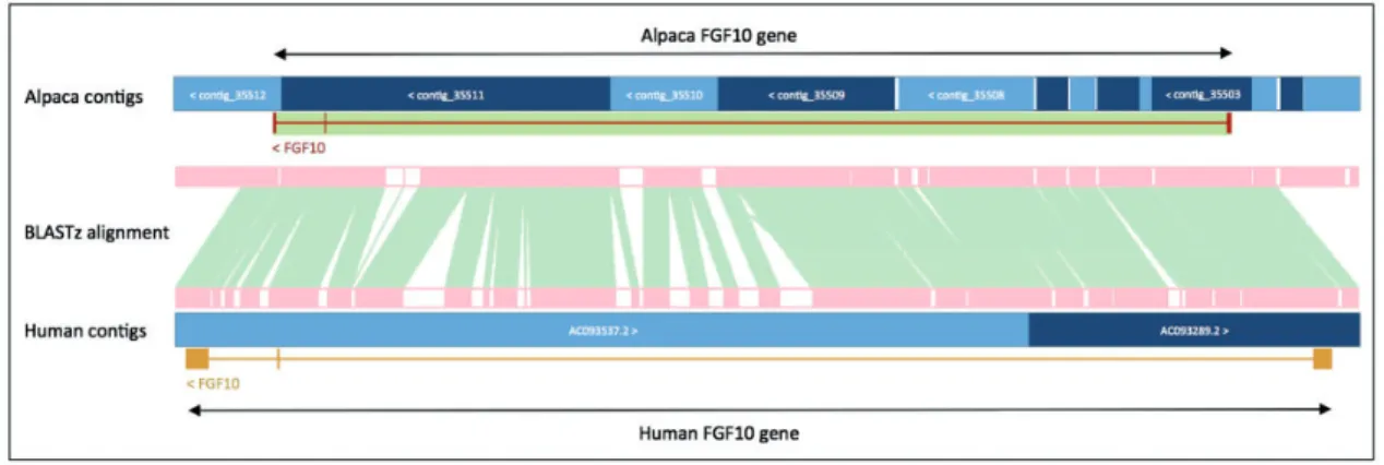 Figure 3. Projection of human FGF10 to alpaca. The FGF10 gene in alpaca was annotated by aligning the human and alpaca assemblies using BLASTz, and then projecting (copying) the human gene onto the alpaca genome
