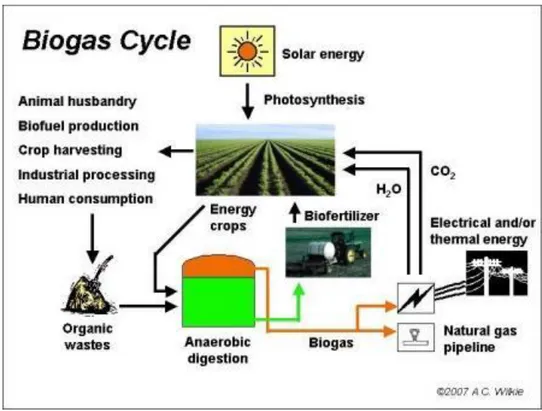 Figure 1Biogas cycle adapted from (Wilkie, 2011) 