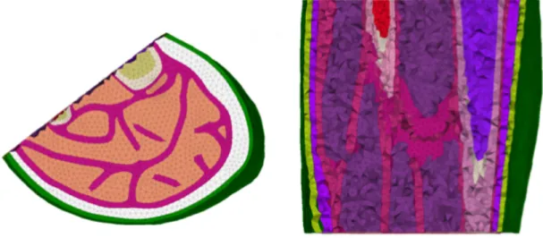 Figure 9. Cross section of the Finite Element Model 