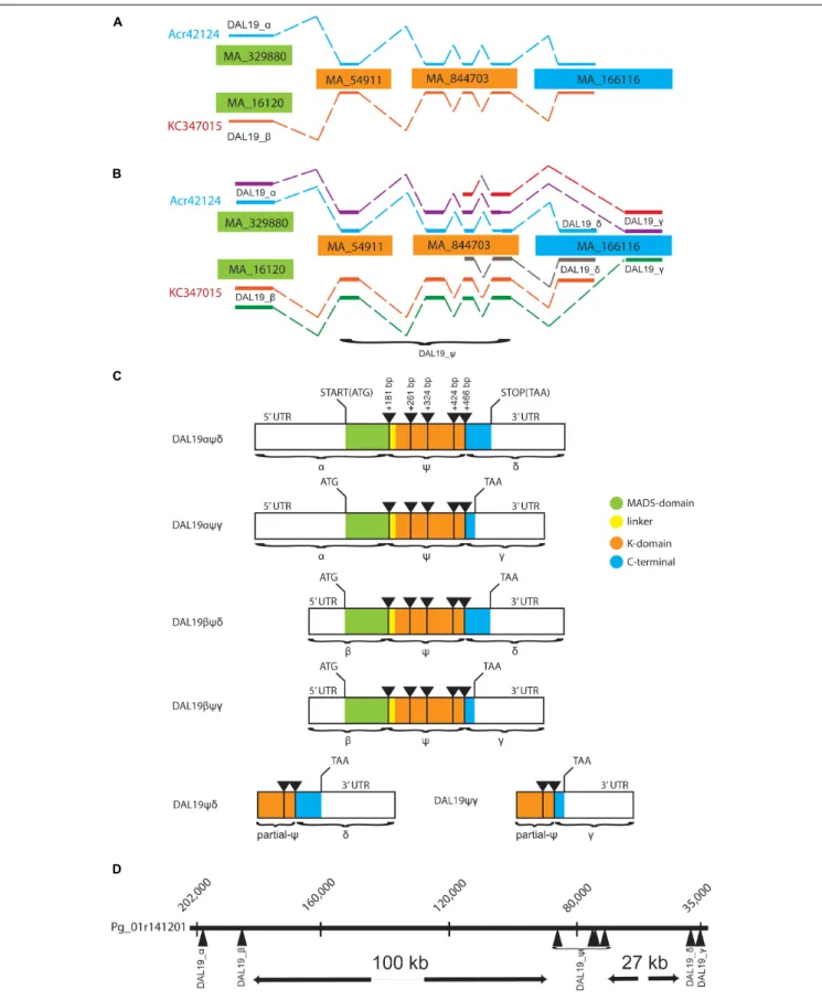 FIGURE 1 | Schematic view of DAL19 isoforms and their genomic organization. (A) The two transcripts Acr42124 and KC347015 mapped to Picea abies (V1) genome scaffolds