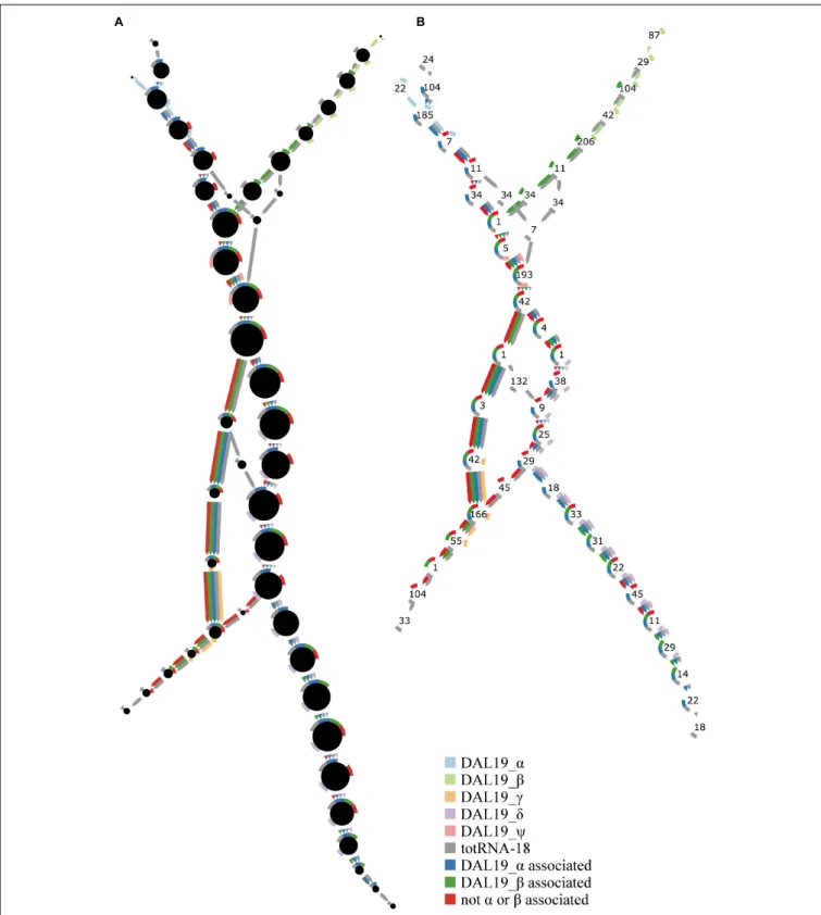 FIGURE 2 | Complete traversal of final Cortex graph using all colors and starting from the first 47-mer of DAL19_ ψ