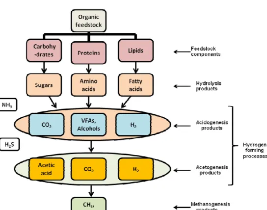 Figure 2.1. Microbial degradation process for fermentative hydrogen and methane productions   