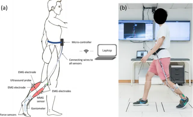 Figure 1. (a) An illustration of the wearable mobile sensing system with real-time ultrasound imaging  and location of ultrasound probe, electromyography (EMG) electrode, mechanomyography (MMG)  electrode, force sensors, and goniometer at shank and foot