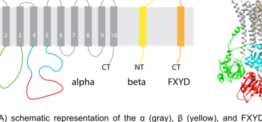 Figure  1.1.  A)  schematic  representation  of  the  α  (gray),  β  (yellow),  and  FXYD  (orange)  subunits of NKA