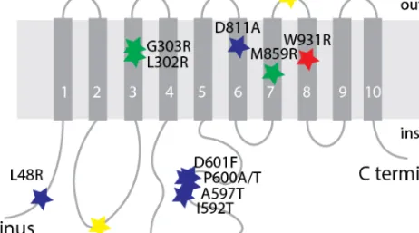 Figure  1.5.  Distribution  of  pathogenic  variants  in  ATP1A1.  Mutations  labeled  by  blue  and  yellow stars are associated with Charcot-Marie-Tooth 132,134 