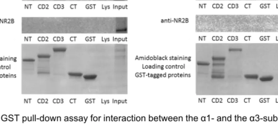 Figure 3.1. GST pull-down assay for interaction between the α1- and the α3-subunits of NKA  and  different  NMDAR  isoforms  (NR1,  NR2A,  and  NR2B)