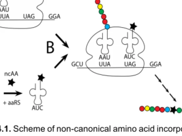 Figure 4.1. Scheme of non-canonical amino acid incorporation into the protein. Usually, when  translation reaches any of three stop codons on an mRNA sequence it terminates translation  (scenario A)