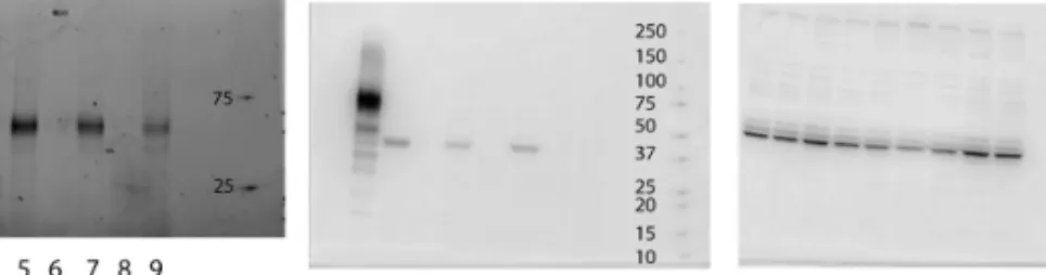 Figure 4.4. Analysis of β1 constructs with an amber stop codon. A – electrophoresis to check  labeled  ncAA,  B  –  Western  blot  for  anti-HAtag  antibodies,  C  –  Western  blot  for  anti-β1  antibodies