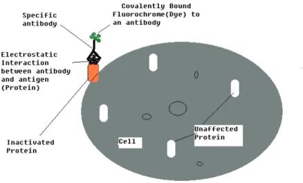 Figure 3-1: Illustration of  the basic principle for CALI protocol. The protein of  interest  is presented as orange that has been inactivated